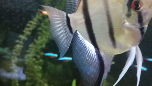 Pterophyllum scalare