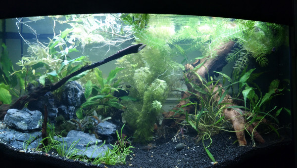 Flottantes et limnophilia pour éviter les algues, carnage chez les crypto qui ont fondu