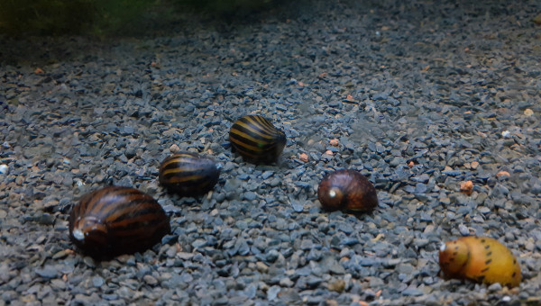 Encore des nouveaux copains à la maison !