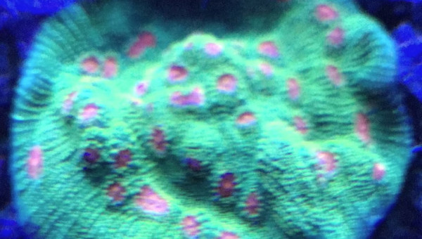 Echinophyllia sp. Mummy Eye Chalice