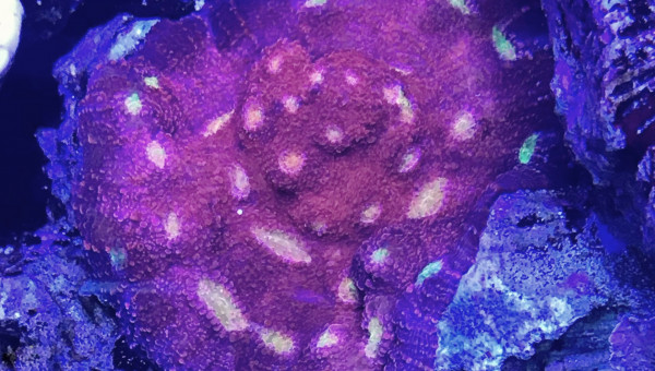 Echinophyllia sp. | Pink Boobies