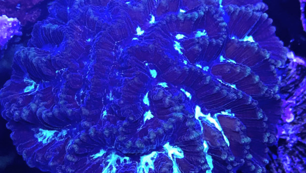 Favites sp. | Frozen Brain