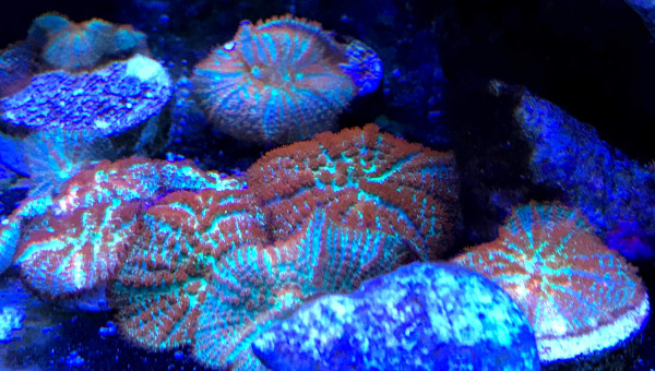 Rhodactis sp. | Forest Fire