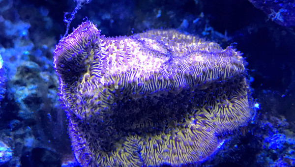 Litophyllon sp. | CB Hell’s Gate Litho