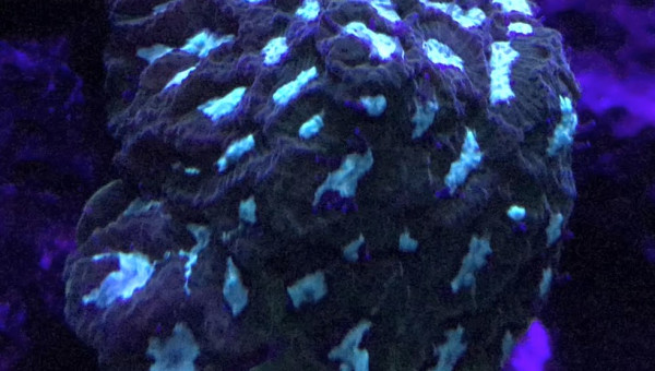 Favites Luminescent Green ultra S