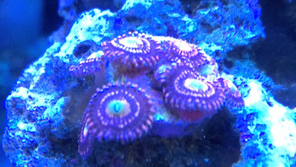 Zoanthus Alien Antinvenom ultra