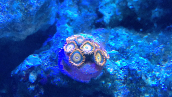 Zoanthus ZOA Orange oxyde ULTRA