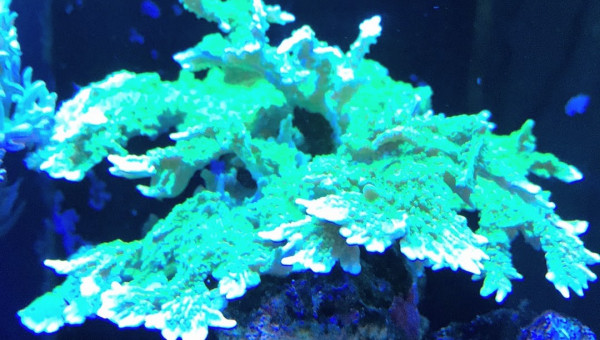Montipora stellata Vert