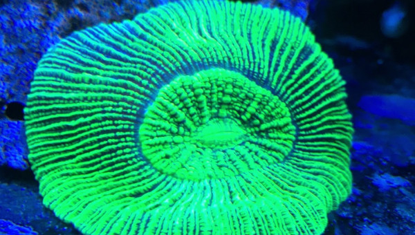 Trachyphyllia geoffroyi