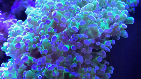 Euphyllia paradivisa