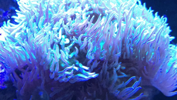 Duncanopsammia axifuga