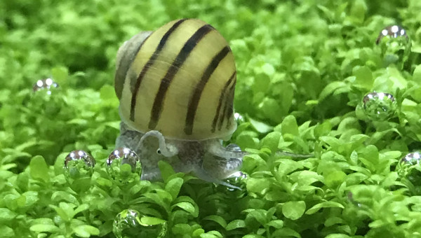 Passion pour les bulles