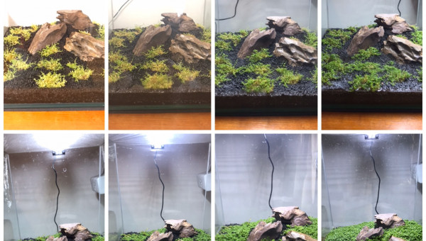 Timelapse de la plante hemianthus callitrichoides (hemianthus callitrichoides cuba (hcch)