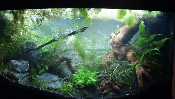 A ce moment on voyait les pierres et la grosse racine