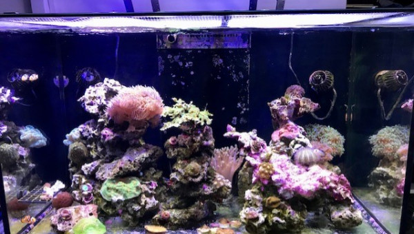 Reefer 250