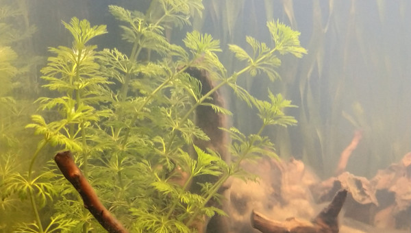 Prise en compte du courant