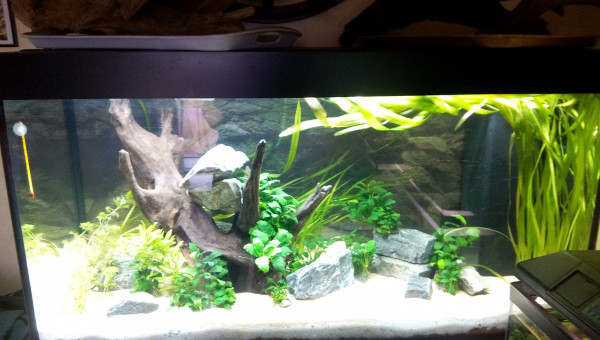 Pas de tanin due à la racine !