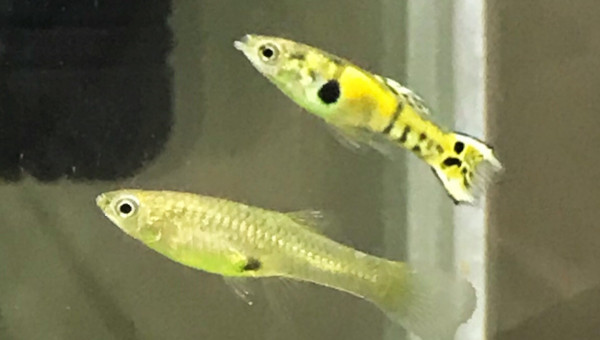 Guppy endler