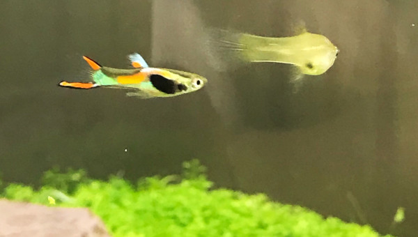 Guppy endler