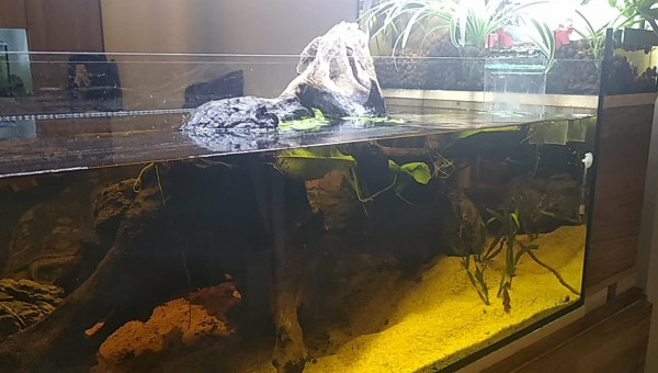 240L Amazonien Aquaponie