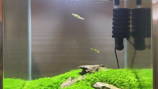 Dennerle Nanocube 30L