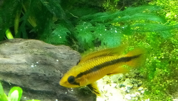 Apisto Agassizii