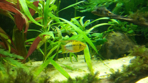 Apisto Hongsloi
