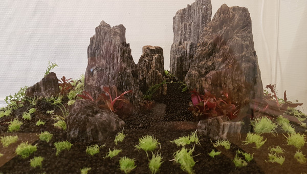 Mise en place des plantes