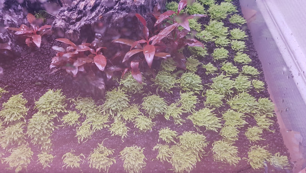 Après environ 1 mois de Dry start