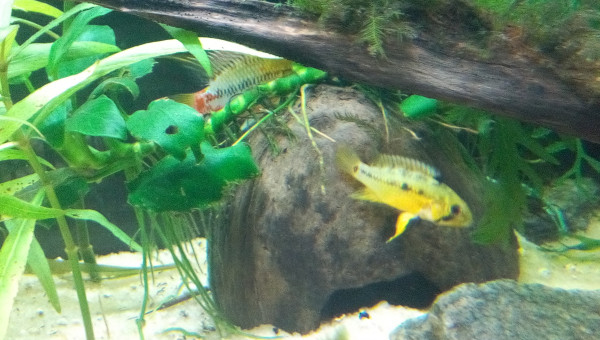 Apisto Hongsloi en robe nuptiale