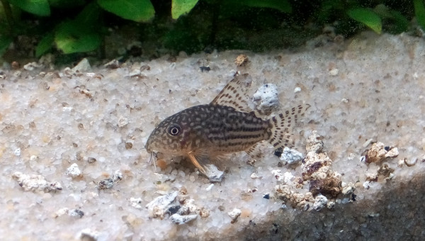 Corydoras Sterbai
