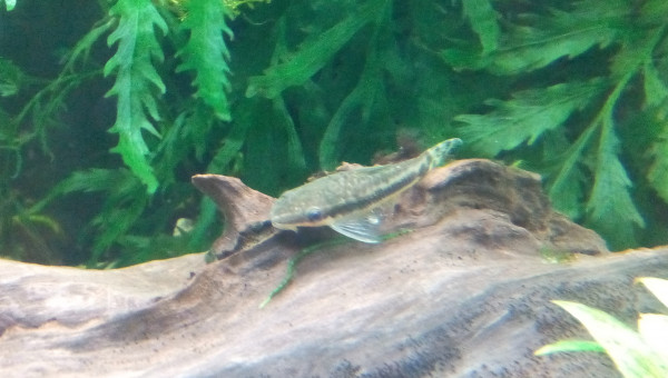 Otocinclus Affinis