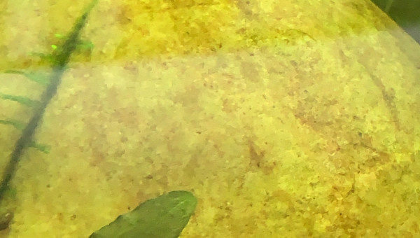 Petit jeu : trouvez toutes les juvéniles