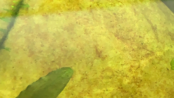 Petit jeu : trouvez toutes les juvéniles