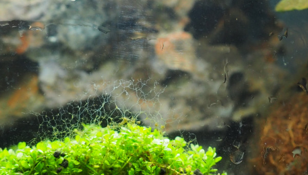 Premier indésirable