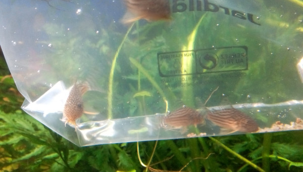 4 nouveaux  Corys Sterbai