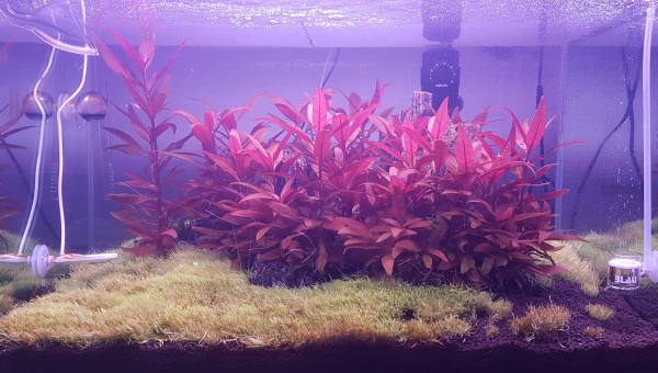 Après 15 jours de mise en eau