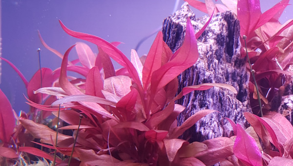 Les alternanthera qui bullent