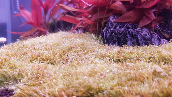 L'Utricularia Gaminifolia tondue