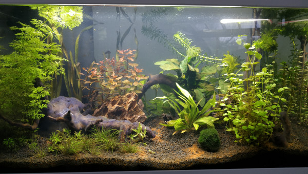 Changement de place de la ludwigia