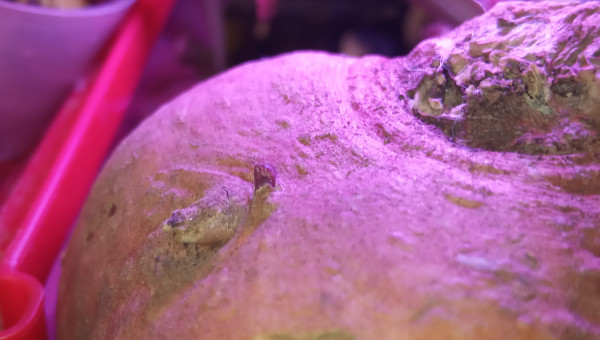 Germe de patate douce