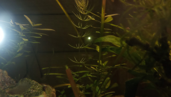 quel est cette plante?