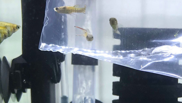 3 nouveaux guppy Endler en acclimatation.