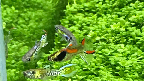 Guppy endler