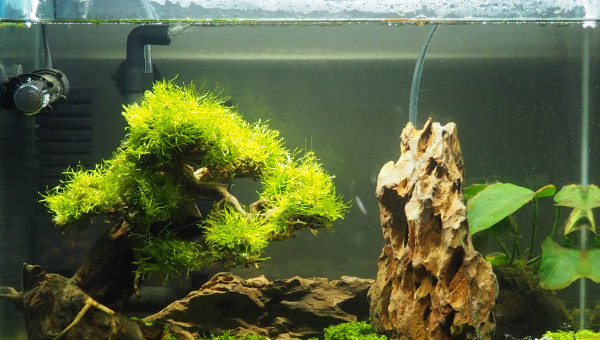 Après une petite séance d'art plastique mon Bonsai !!!