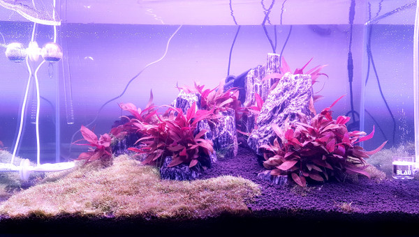 Nettoyage et préparation pour replanter.