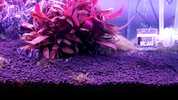 Nettoyage et préparation pour replanter.