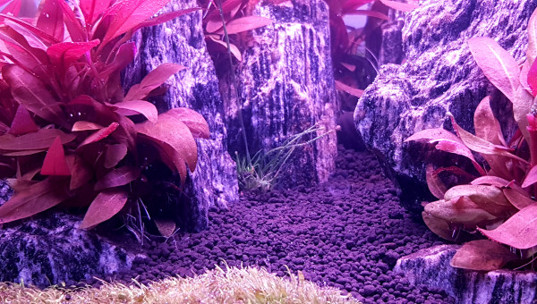 Nettoyage et préparation pour replanter.