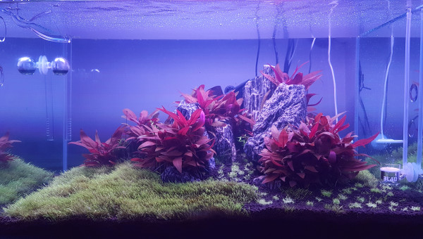 Ajout de 3 pots d'utricularia graminifolia