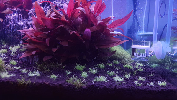 Ajout de 3 pots d'utricularia graminifolia